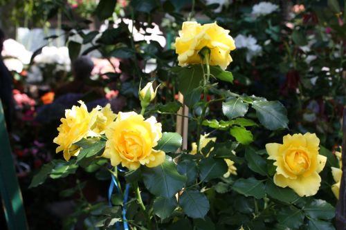 garden yellow rose