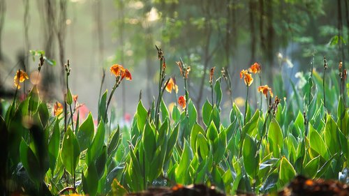 garden  flowers