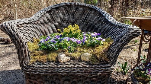 garden  plant  nature