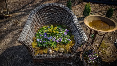 garden  plant  nature