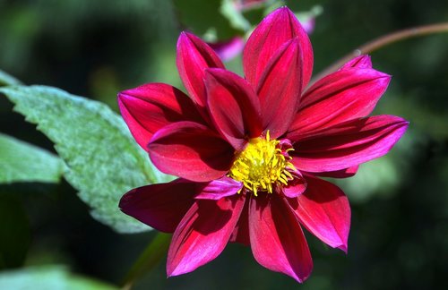 garden  dahlia  flower