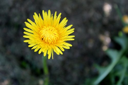 garden  flowers