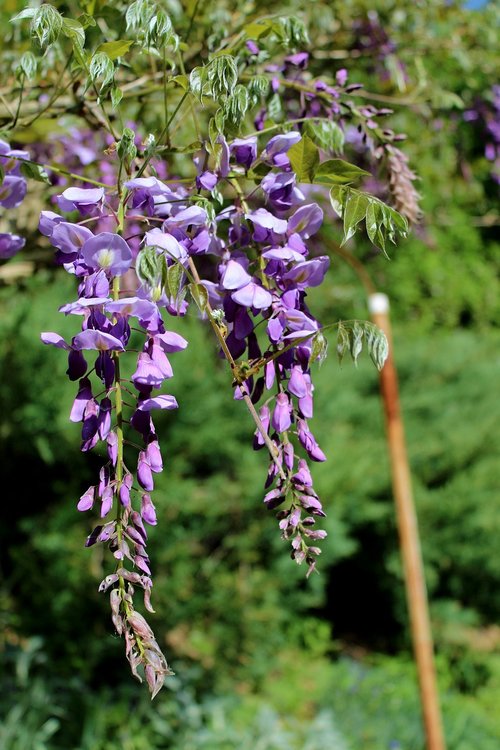 garden  flowers