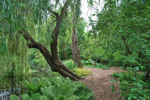 garden  botanical garden  green