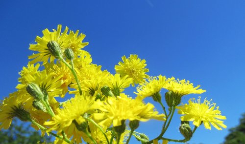 garden  spring  nature