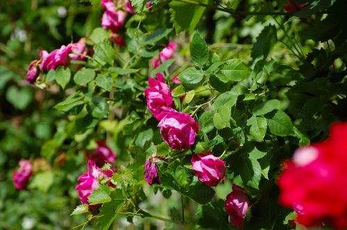 garden rose bush bloom