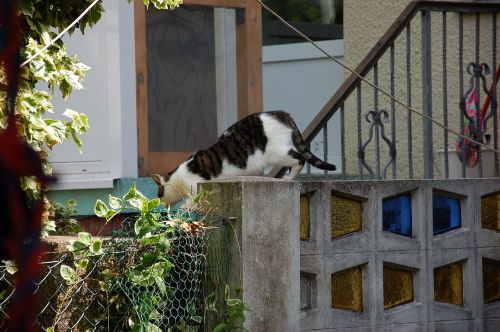 garden hof cat