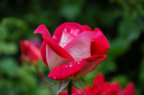 garden rose red