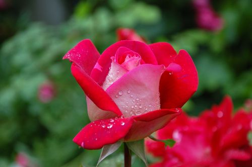 garden rose red