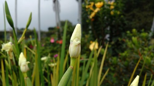 garden  botanical