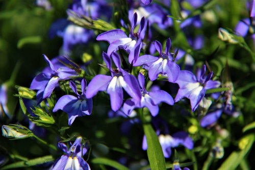 garden  flower  nature