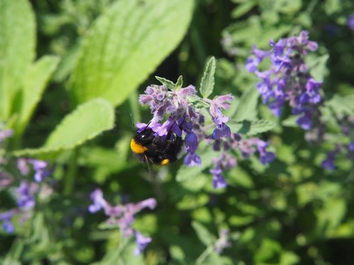 garden  nature  insect