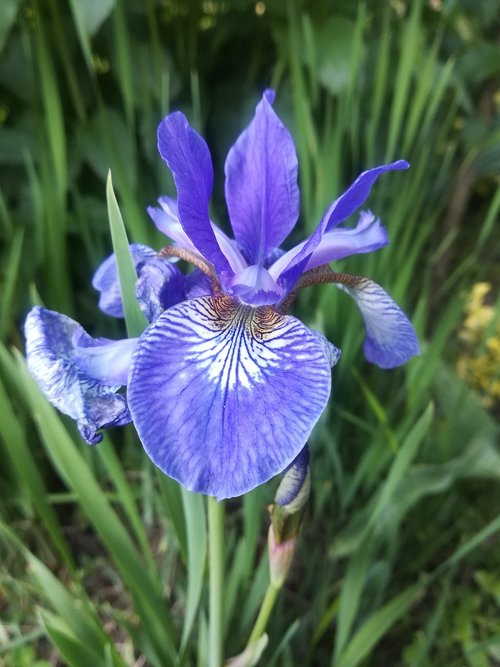 garden  flower  iris