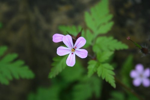 garden  flower