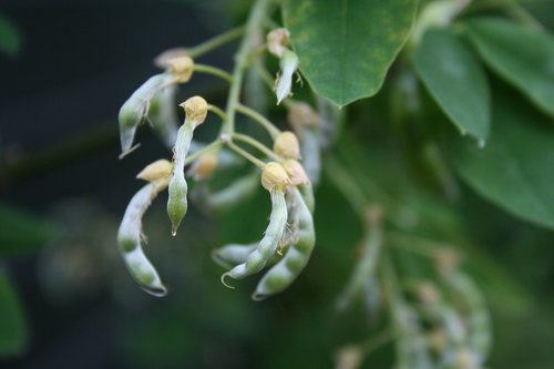 garden  flower