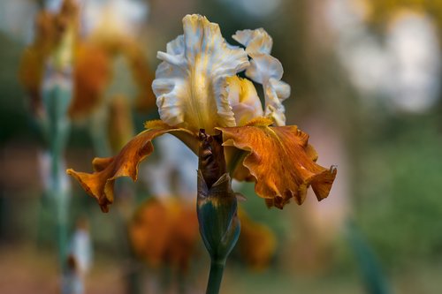 garden  iris  nature