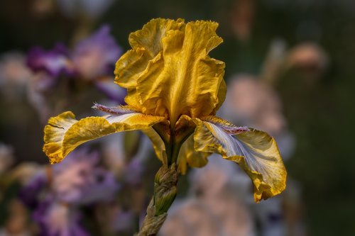 garden  iris  flower