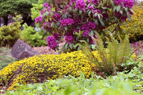 garden  fern  rocks