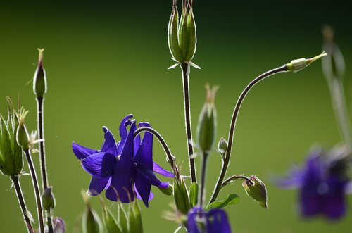 garden  flowers