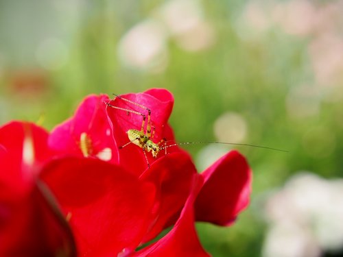 garden  grasshopper  insect