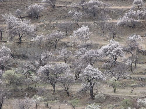 garden trees spring