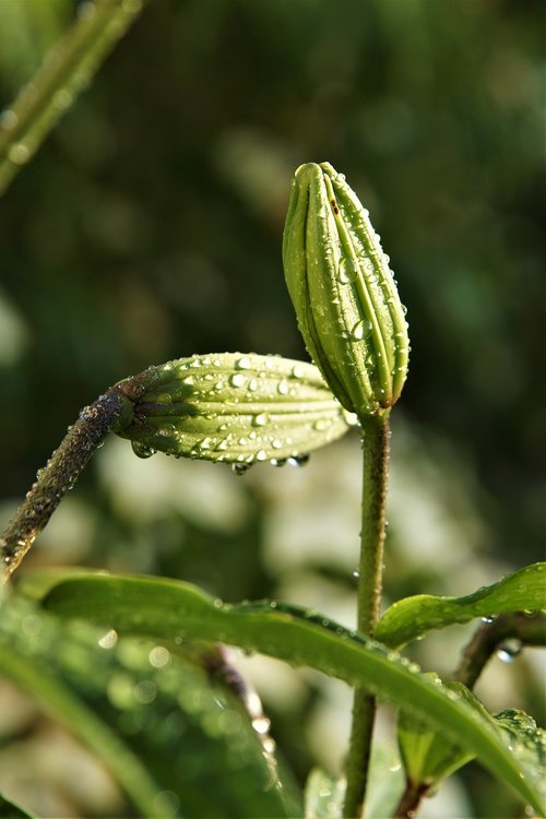 garden  plant  drop of water