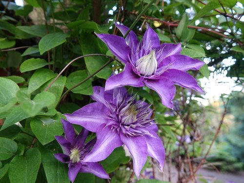 garden  flower  flora