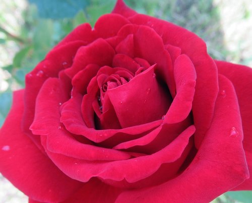 garden  rose  red