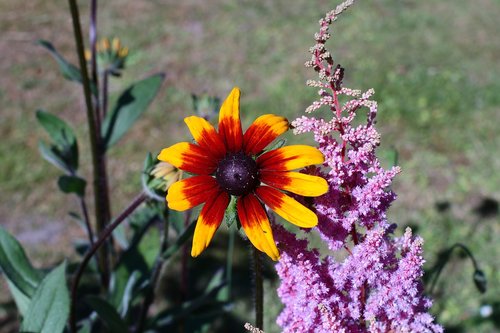 garden  flower  blossom