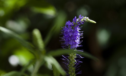 garden  blossom  bloom