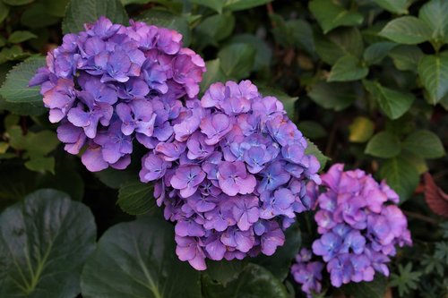 garden  hydrangeas  bloom