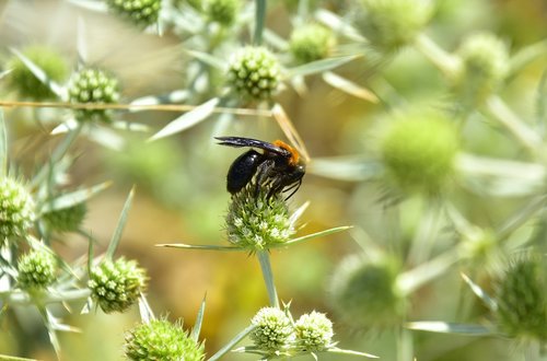 garden  flowers  insects