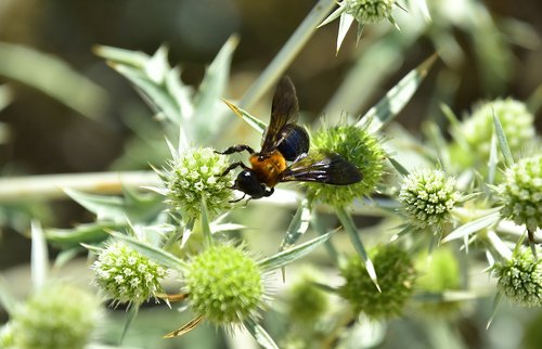 garden  flowers  insects