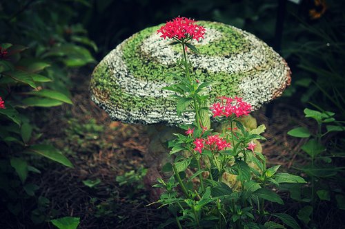 garden  mushroom  nature