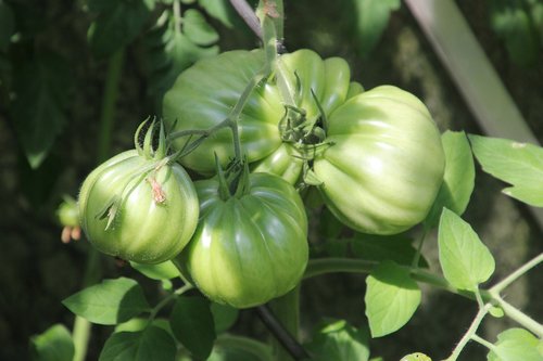 garden  vegetables  green