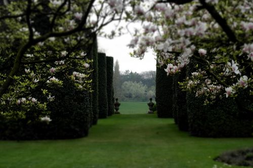 garden classical garden magnolia
