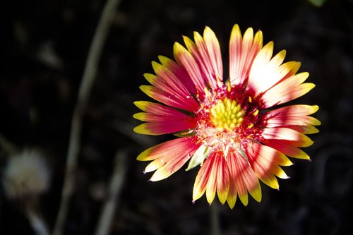 garden  flower  bloom