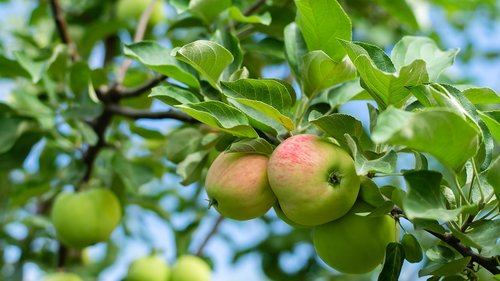 garden  apple tree  harvest