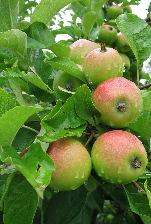 garden  apple tree  fruit