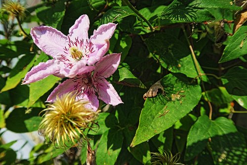 garden  summer  nature