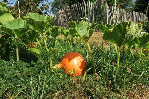 garden  nature  pumpkin