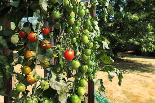 garden  summer  nature