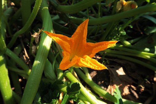 garden  summer  nature