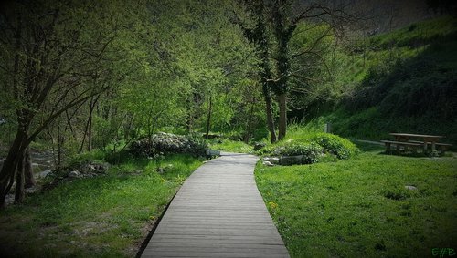 garden  green  path