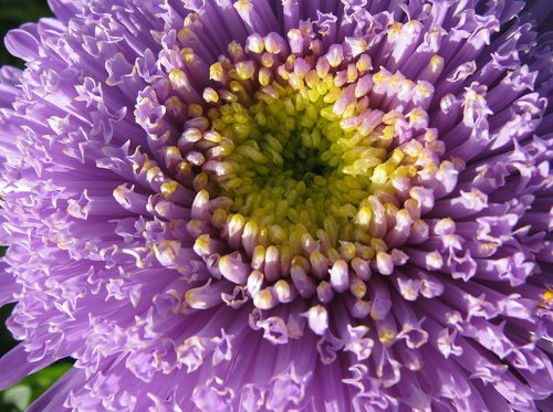 garden  aster  close up