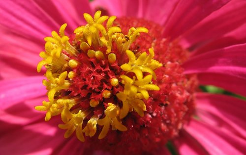 garden  zinnia  macro