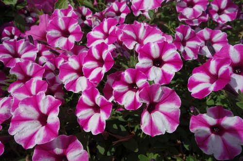 garden  plant  blossom