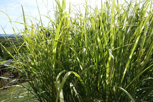 garden  plant  grass