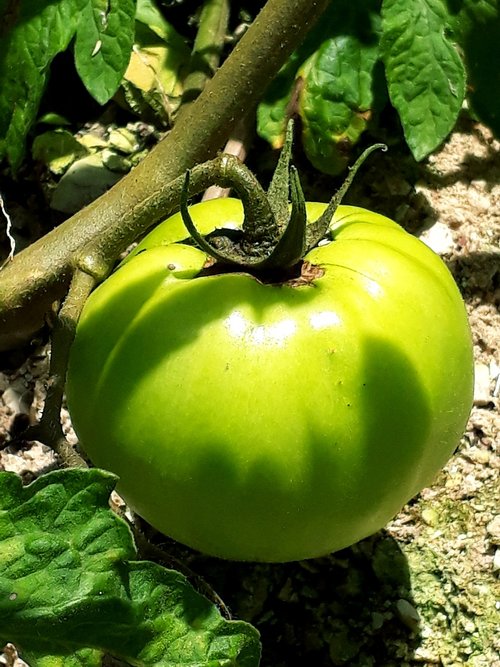 garden  tomato  tometes