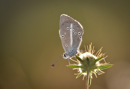 garden  spring  insect